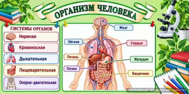 СШ-1143 · Биология — строение человека