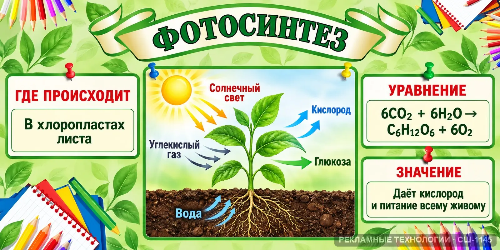 Стенд «Биология — фотосинтез» для школы, СШ-1145