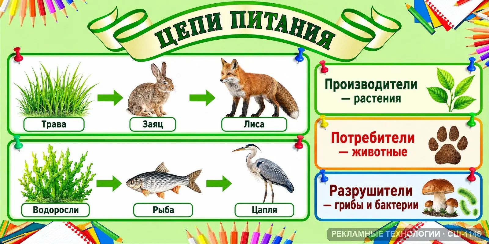 Стенд «Биология — пищевая цепь» для школы, СШ-1146