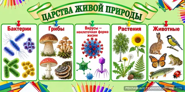 СШ-1170 · Биология — царства природы