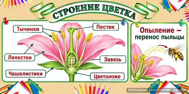 СШ-1298 · Биология — строение растения