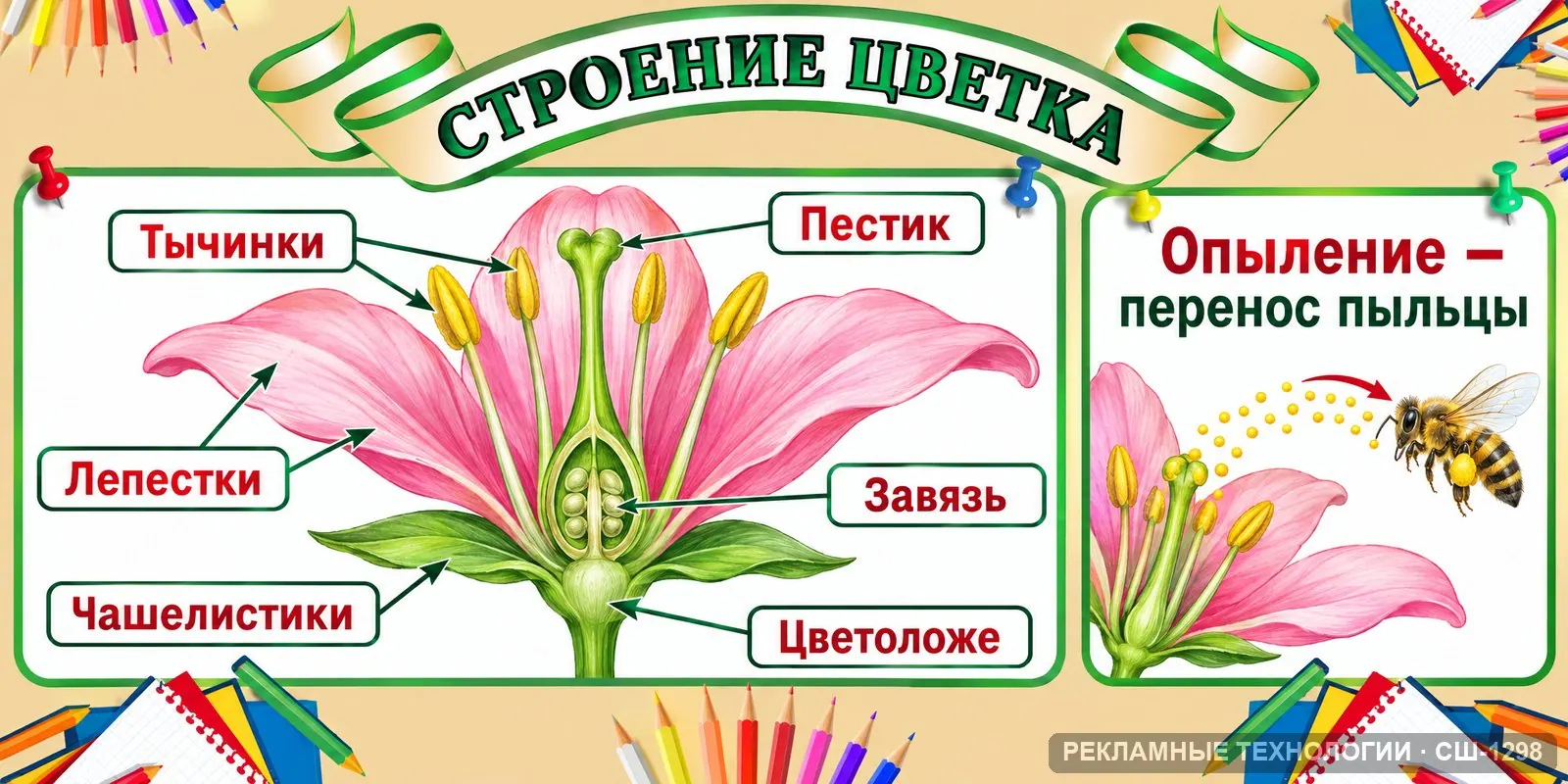 Стенд «Биология — строение растения» для школы, СШ-1298