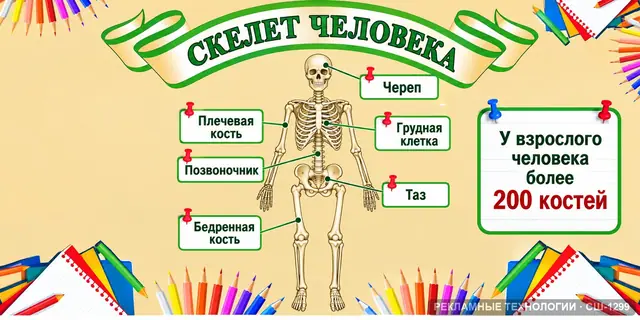 СШ-1299 · Биология — скелет человека