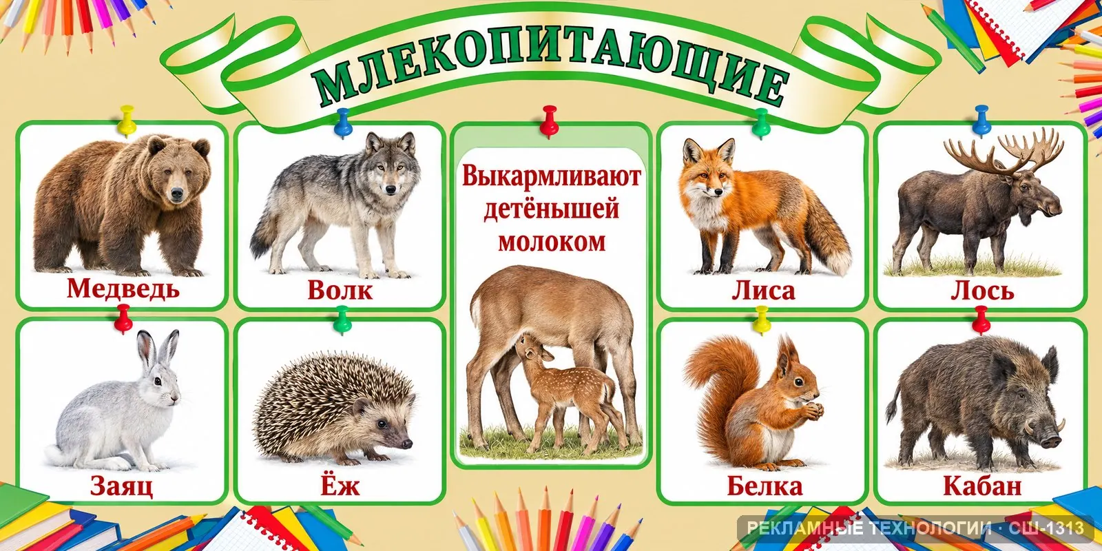 Стенд «Биология — млекопитающие» для школы, СШ-1313