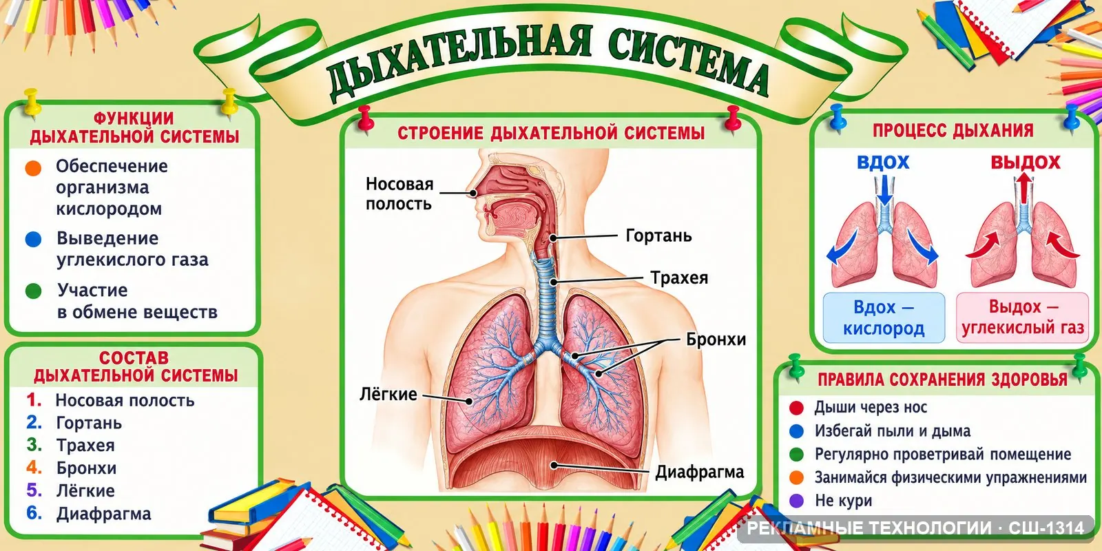 Стенд «Биология — дыхание» для школы, СШ-1314