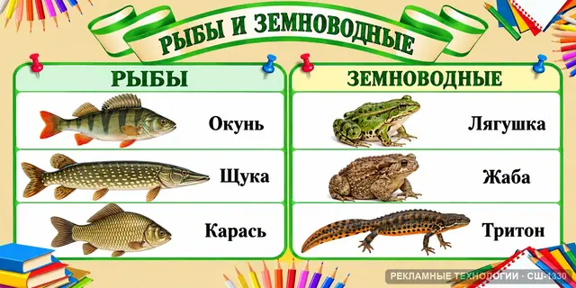 СШ-1330 · Биология — рыбы и земноводные