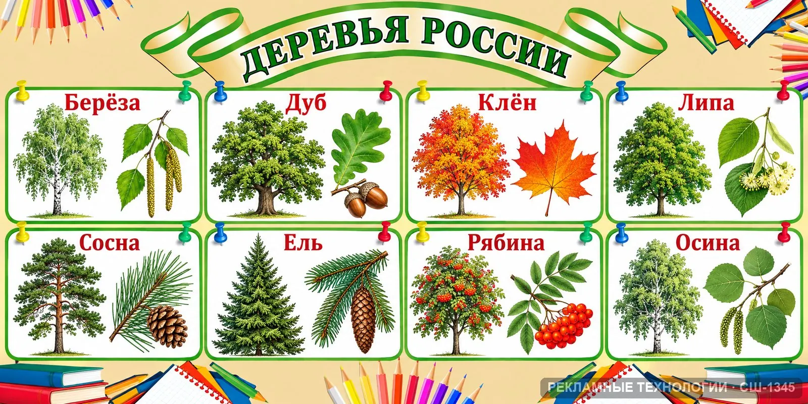 Стенд «Биология — растения леса» для школы, СШ-1345
