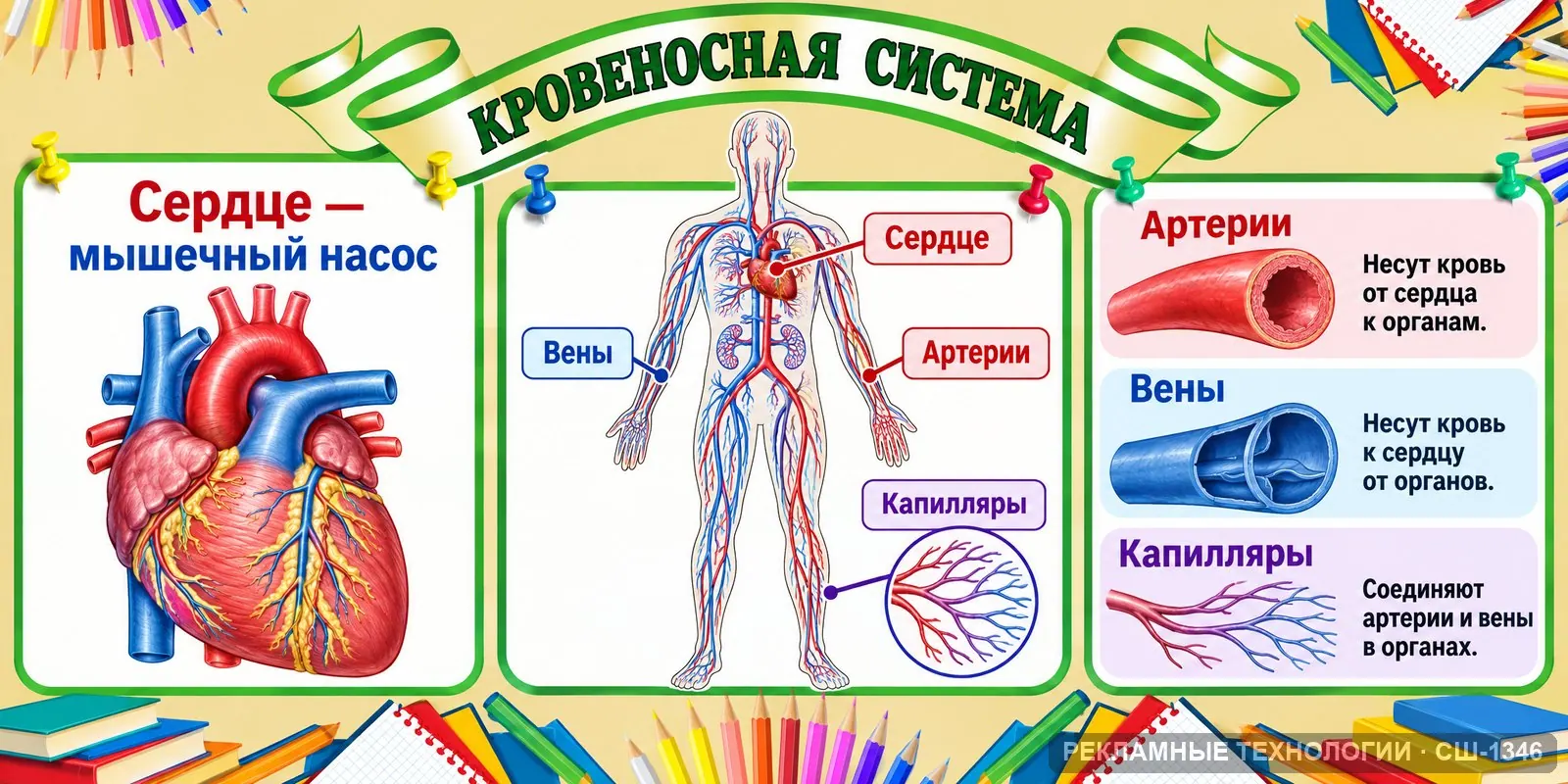 Стенд «Биология — кровообращение» для школы, СШ-1346