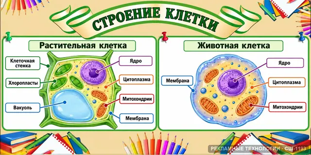 СШ-1193 · Строение клетки