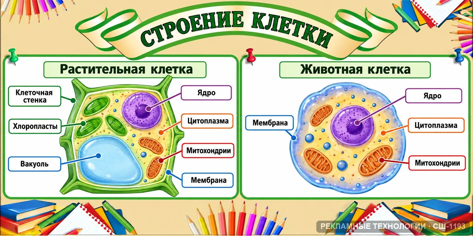 Стенд «Строение клетки» для школы (биология), СШ-1193