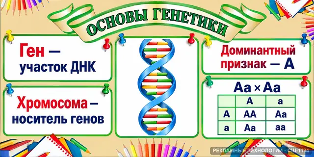 СШ-1194 · Основы генетики