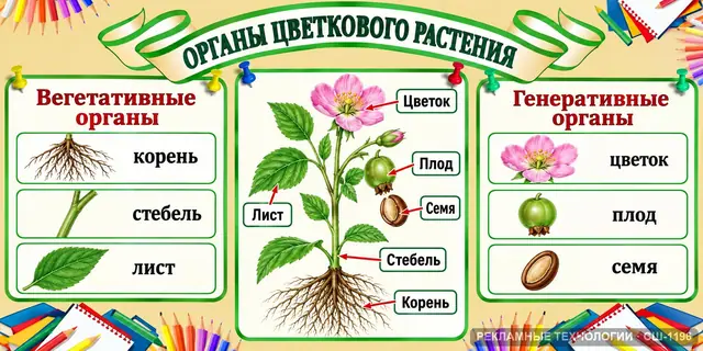 СШ-1196 · Органы цветкового растения