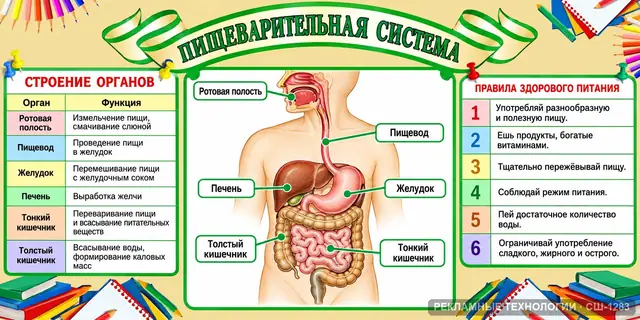 СШ-1283 · Биология — пищеварение
