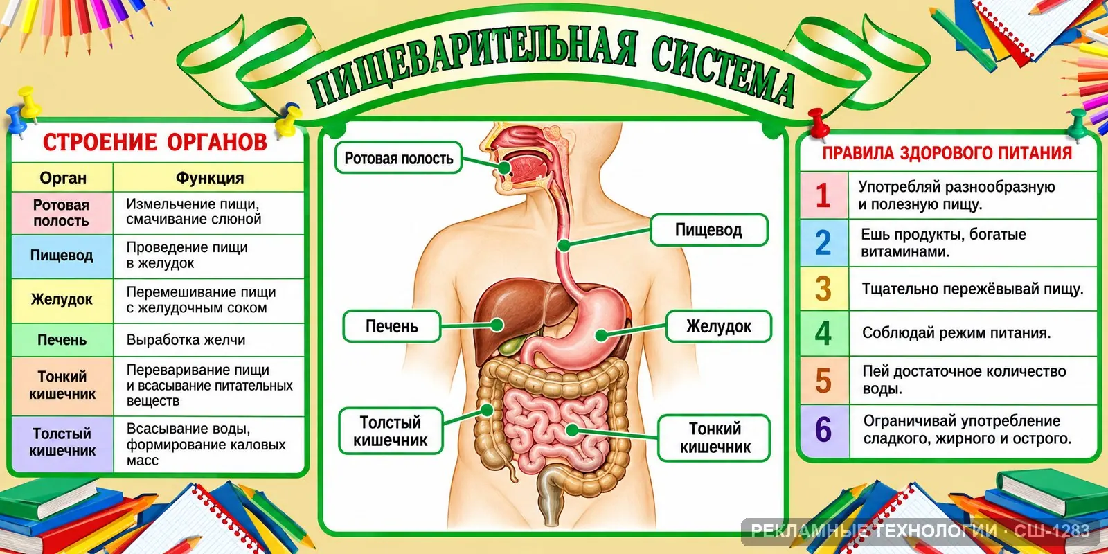 Стенд «Биология — пищеварение» для школы, СШ-1283